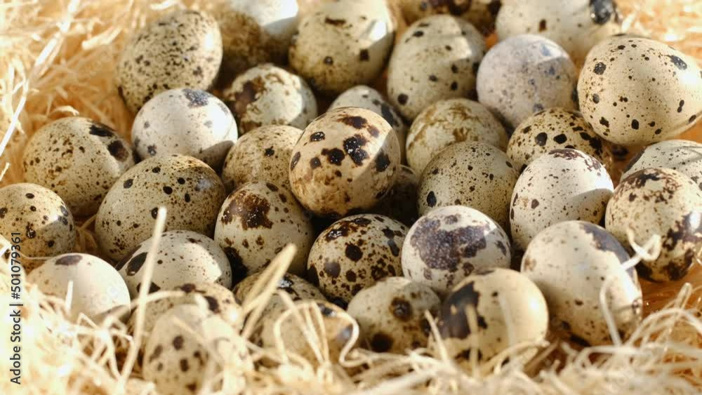 TOP VIEW:Close up of quail eggs in straw nest. Organic farming, natural still-life. Springtime, Easter. Close-up of quail eggs a rotating . Bright colorful quail eggs. Macro. Selective focus. quail TOP VIEW:Close up of quail eggs in straw nest. Organic farming, natural still-life. Springtime, Easter. Close-up of quail eggs a rotating . Bright colorful quail eggs. Macro. Selective focus. quail