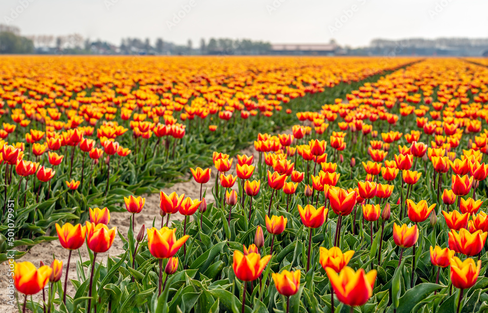 Yellow-red tulips in a large field of a specialized Dutch bulb nursery on the former island of Goeree-Overflakkee, South Holland. It is still early in the morning of a day in the spring season.
