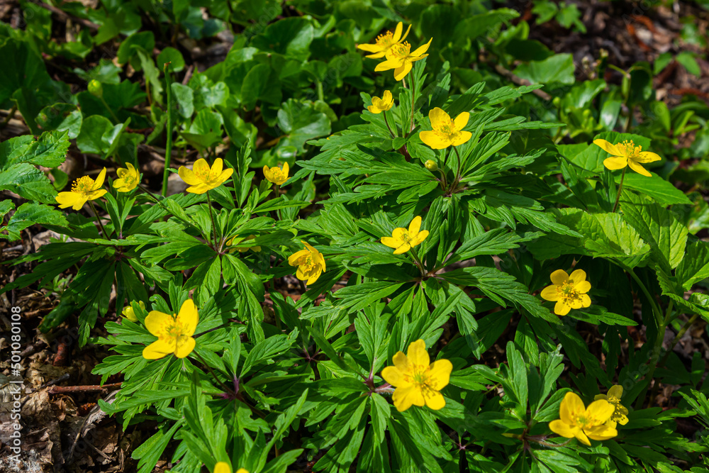 Φωτογραφία Anemone ranunculoides, the yellow anemone, yellow wood anemone or buttercup anem