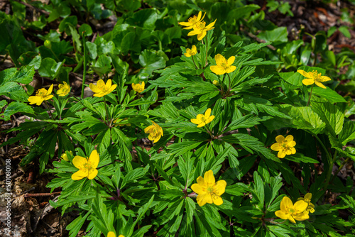 Foto Anemone ranunculoides, the yellow anemone, yellow wood anemone or buttercup anem