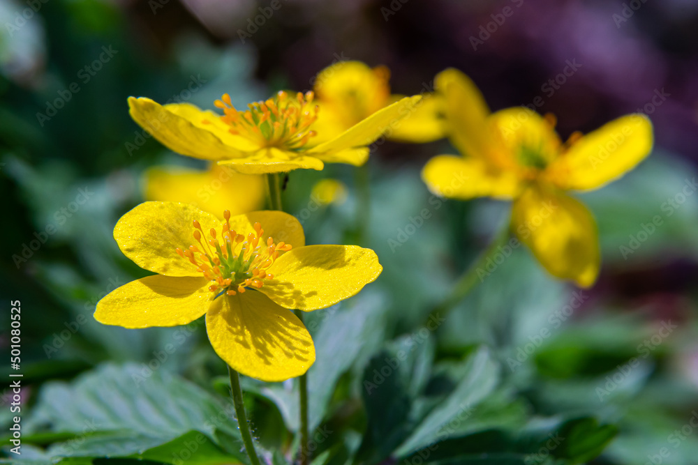 In a swamp, in the alder forest blossom Caltha palustris