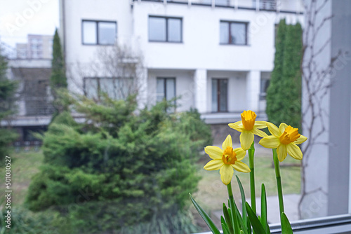 Yellow Narcissus bloom in the spring in the room, on the windowsill. The idea of decorating the house with live flowers. Take care of houseplants. High quality photo © Лариса Прокопова