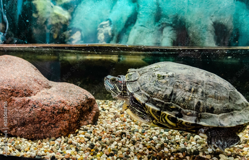 Obraz premium large red-eared turtle in an aquarium under water on side next to large stone