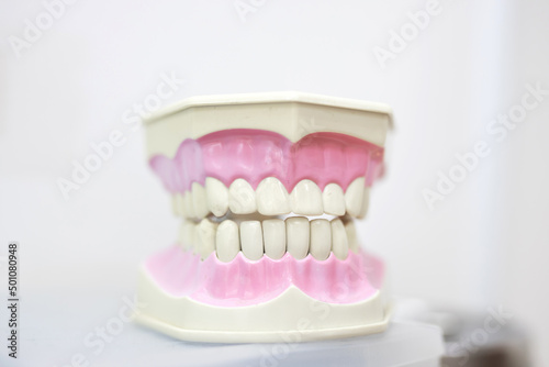 artificial jaw training model with teeth