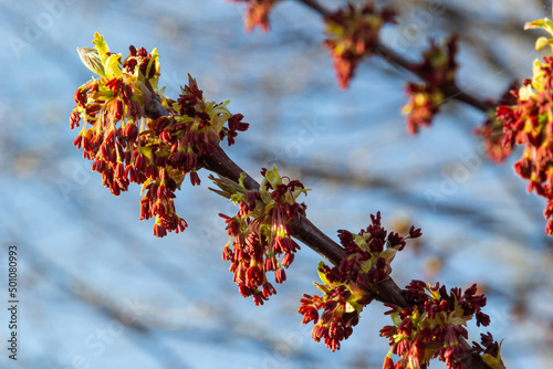 Acer negundo, Box elder, boxelder, ash-leaved and maple ash, Manitoba, elf, ashleaf maple male inflorescences and flowers on branch outdoor. Spring day photo