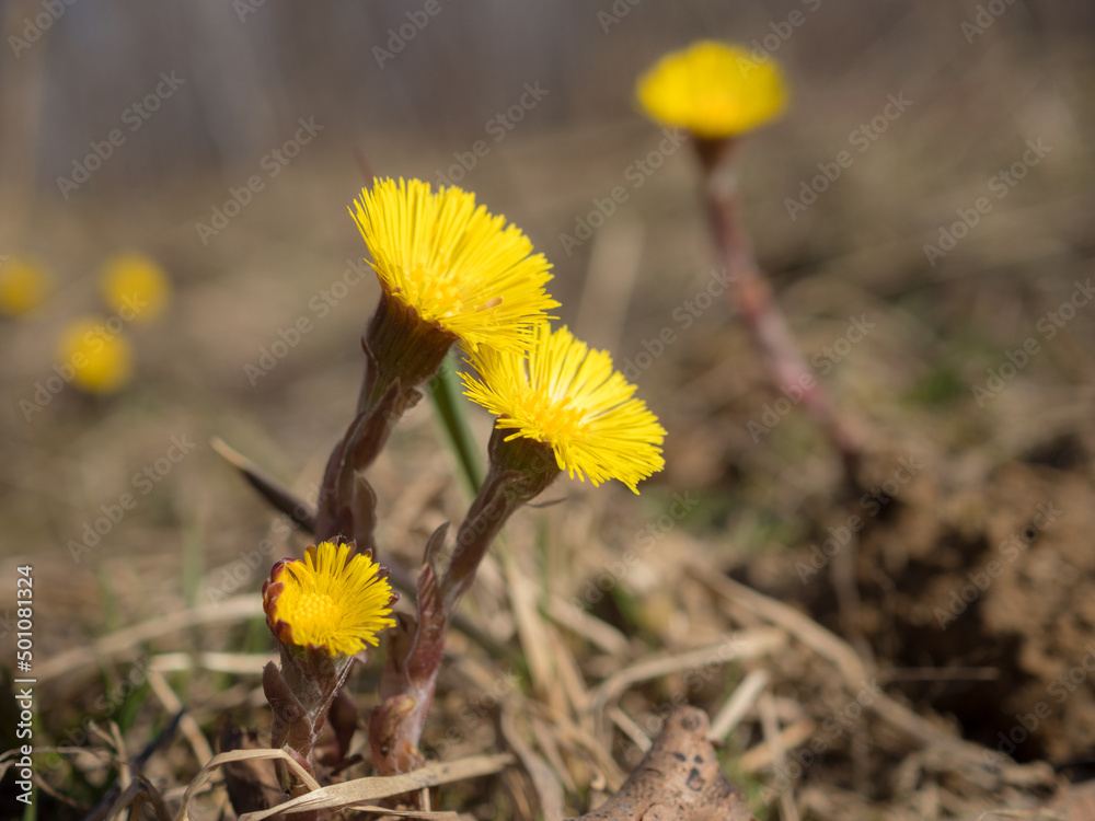 coltsfoot flowers in spring coltsfoot flowers in spring