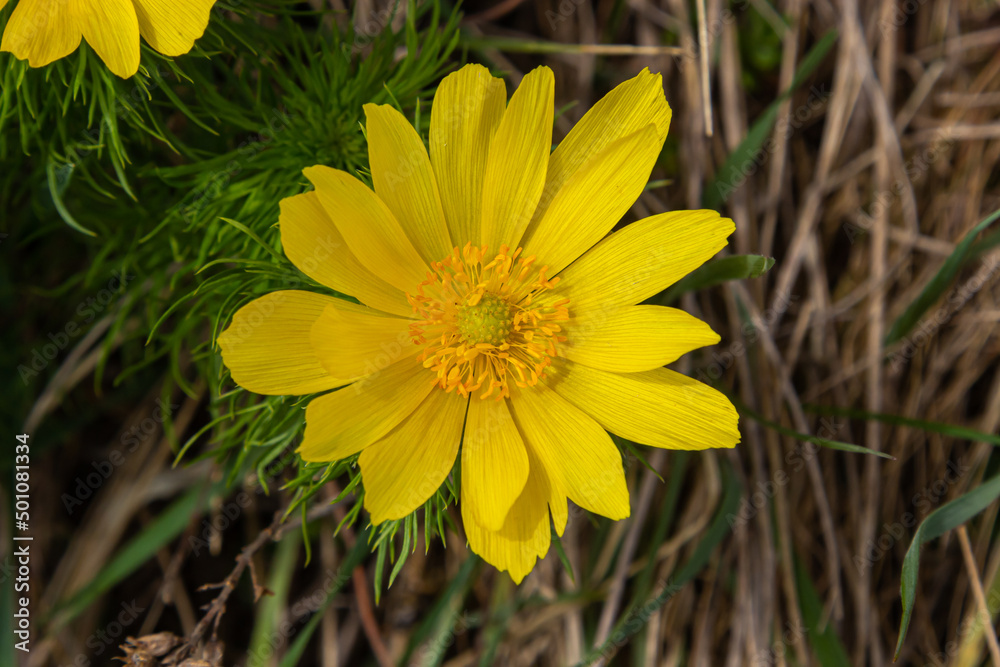 Adonis vernalis is a perennial flowering plant in sping garden. Adonis vernalis is a medicinal plant. Yellow Adonis flowers in natural background Adonis vernalis is a perennial flowering plant in sping garden. Adonis vernalis is a medicinal plant. Yellow Adonis flowers in natural background