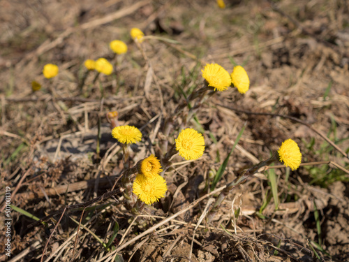 coltsfoot flowers in spring sunny day