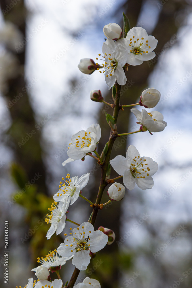 Prunus Cerasifera Blooming white plum tree. White flowers of Prunus Cerasifera Prunus Cerasifera Blooming white plum tree. White flowers of Prunus Cerasifera