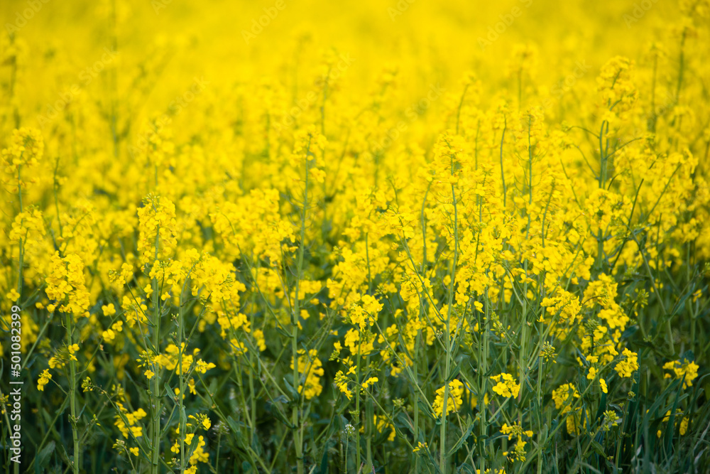 Landscape with yellow blooming raps field, agriculture in spring, countryside in Germany, cultivated farmland
