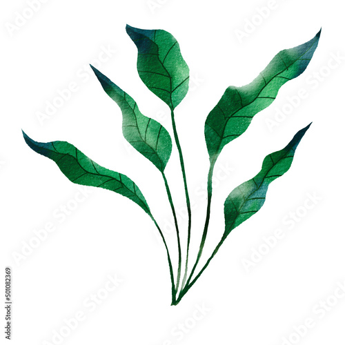 Watercolor Leaf Object