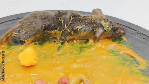 A small rat was trapped inside the house.	