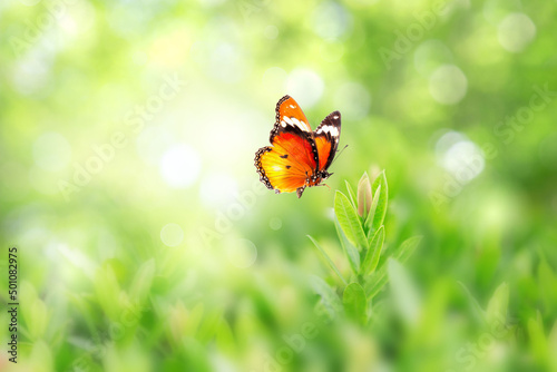 Closeup nature view of butterfly with green leaf on blurred greenery background in garden with copy space using as background natural green plants landscape, ecology, fresh wallpaper concept. © Gan