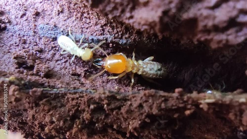 small termite worker Dry wood termites on rotting old wood