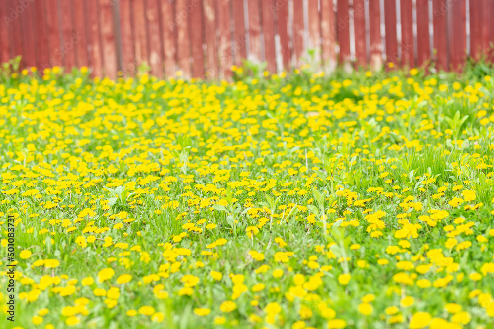 Obraz premium Yellow meadow of dandelions against blurred brown wooden fence and green grass