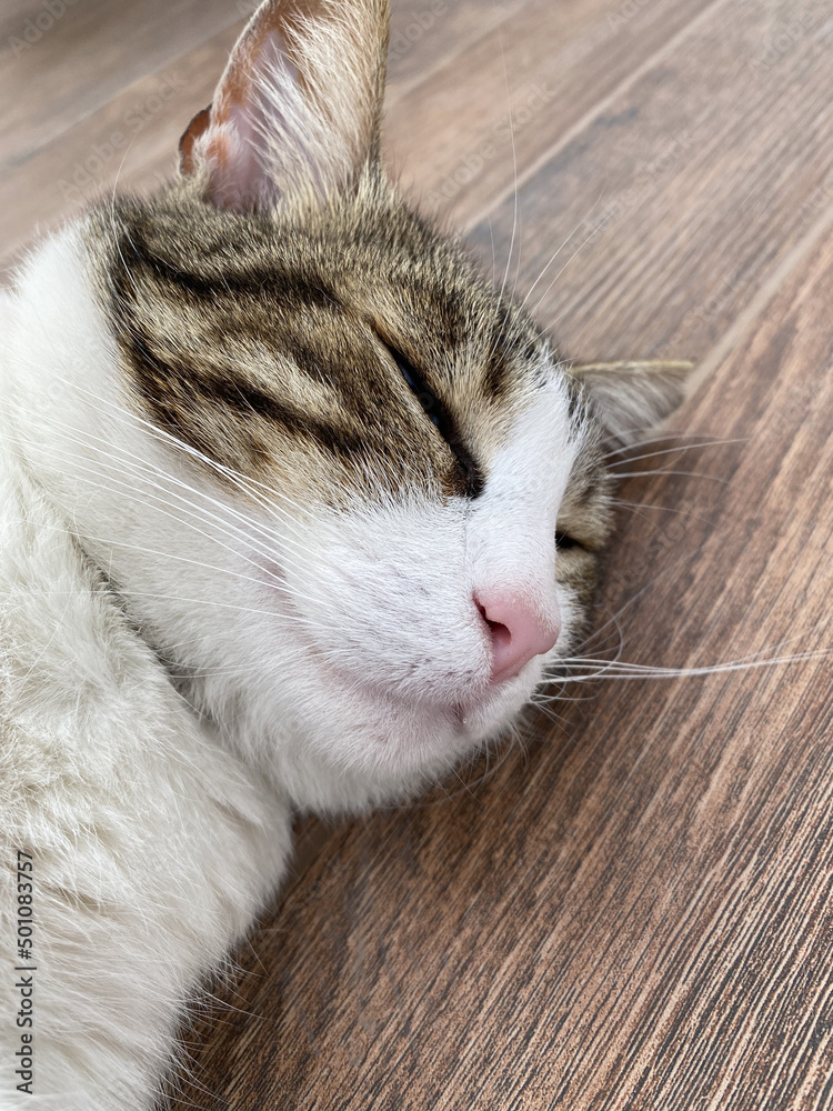 cat cute cat sleep cat lazy. Cute sleeping kitten cat closeup cat cute cat sleep cat lazy. Cute sleeping kitten cat closeup