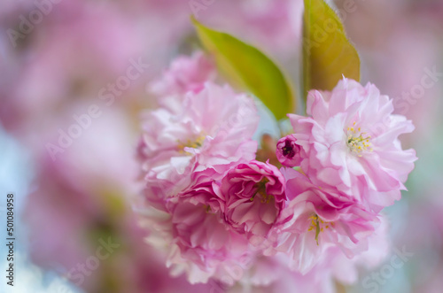 Beautiful flowers on a tree branch. Spring Background. Blossom tree. Spring flowering.