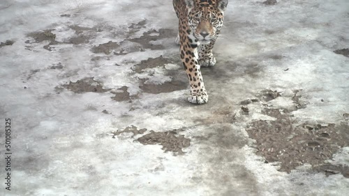 Leopard on hunt, walking on its territory. Leopard is a species of carnivorous mammals of the cat family, one of the five representatives of the panther genus, belonging to the subfamily of big cat