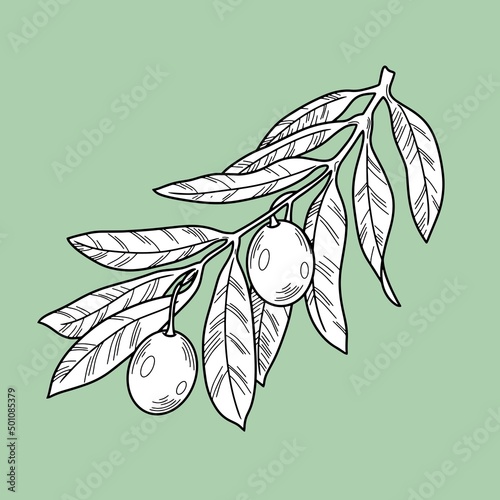 Vector illustration. Olive tree branch with olive berries, line, monochrome botanical illustration