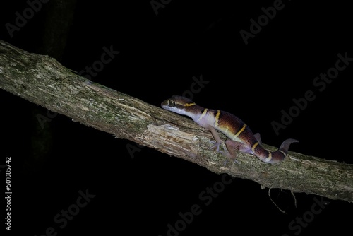 ⁣Deccan banded gecko⁣⁣⁣⁣, Cyrtodactylus deccanensis⁣⁣⁣⁣ photo