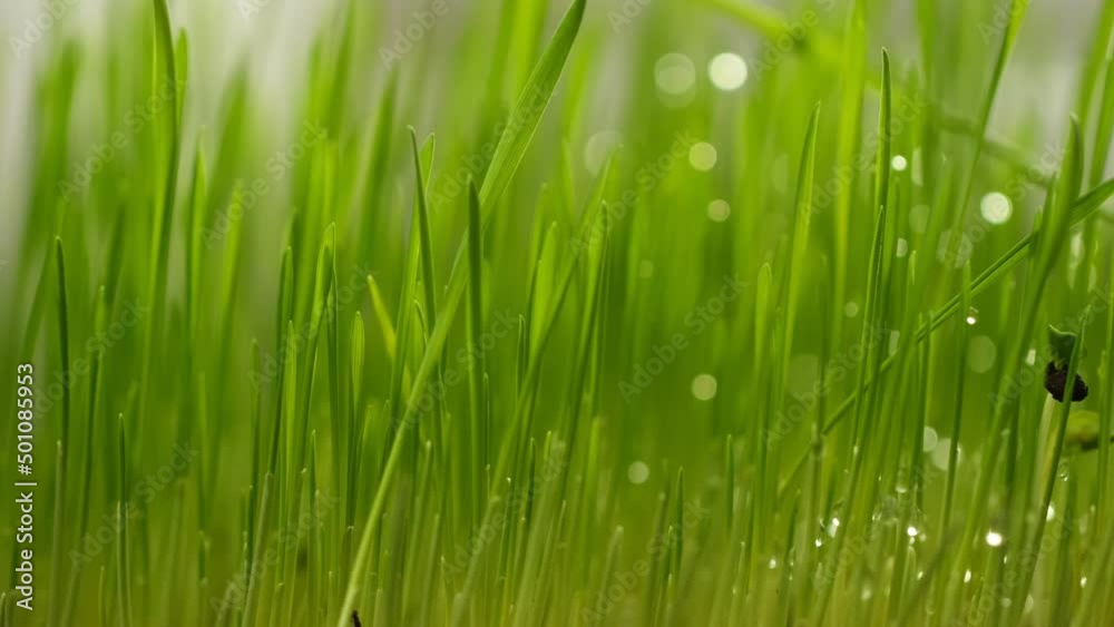 fresh morning water dew drops on vibrant green grass lit by the sun close up slow motion fresh morning water dew drops on vibrant green grass lit by the sun close up slow motion