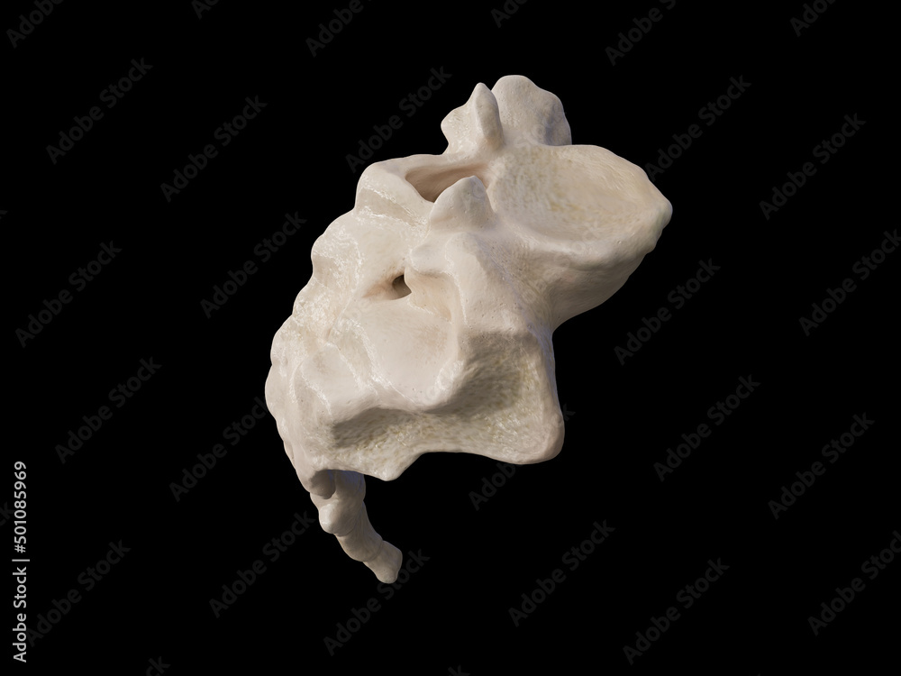 3d rendered illustration of the sacrum, illustration of human skeleton . sacrum bone anatomy. icon 3d rendered illustration of the sacrum, illustration of human skeleton . sacrum bone anatomy. icon