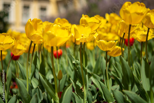 spring in the garden