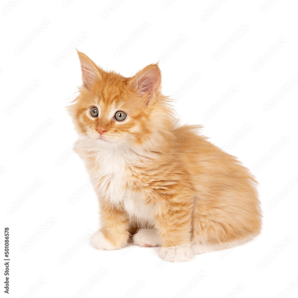 Funny cute ginger Maine coon cat kitten, close up. Largest domesticated breeds of felines. isolated on white