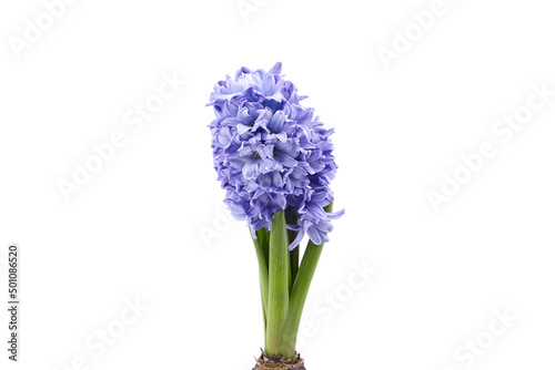 Blue Hyacinth flower head closeup isolated on white