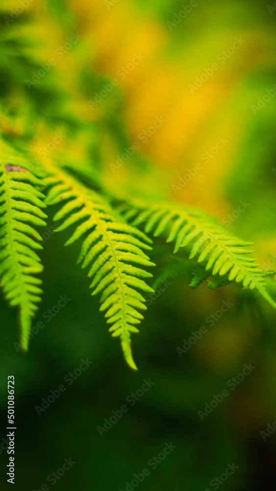 Macro de feuilles de fougère, photographiées avec une pleine ouverture (F1.4)