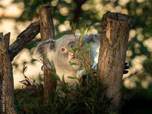 Photography A cute little koala sitting on a tree in a zoo