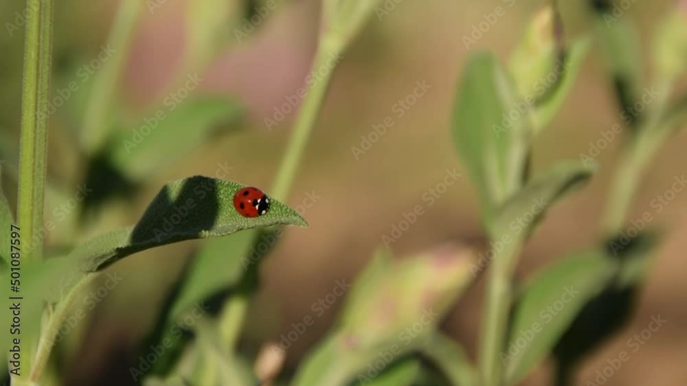 Ladybug on a stalk of sage, insects on plants
Ladybug on a stalk of sage, insects on plants