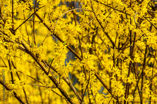 Zółte kwiaty © Marcin