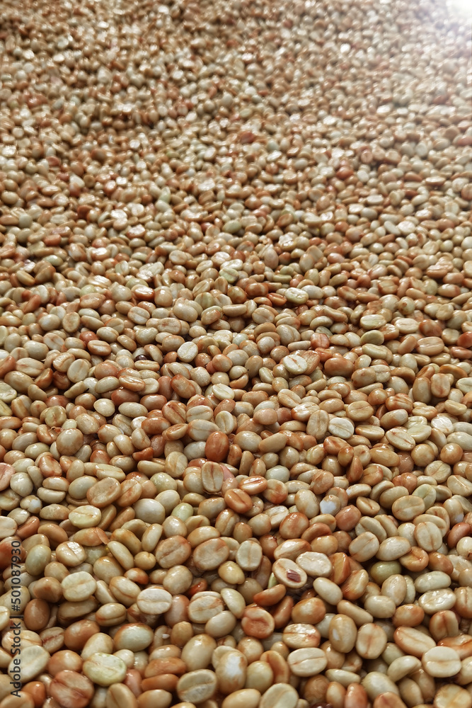 Fototapeta premium Coffee beans,In the ferment and wash method of wet processing