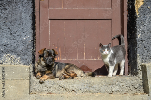 Dog and cat enjoy at the sun in front of the house. Pets.