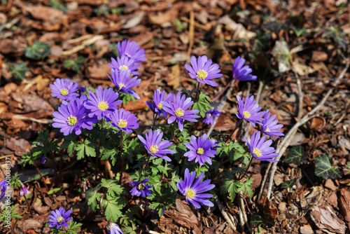 Felicia amelloides, blue daisy bush or blue felicia.