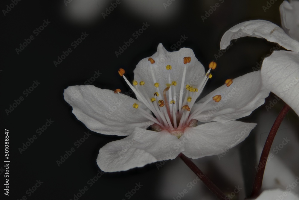 Biały wiosenny kwiat. - obrazy, fototapety, plakaty 