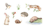 Watercolor forest animals clipart, woodland friends clip art, bunny, squirrel, snail, hedgehog, beaver, bird