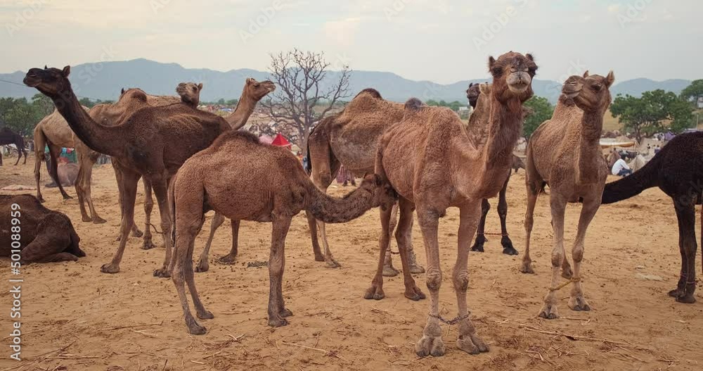 Camels at Pushkar mela camel fair in field. Pushcar Camera Fair is a famous indian festival. Pushkar, Rajasthan, India