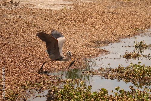 Great Blue Heron in victorious flight with fish catch of the day photo