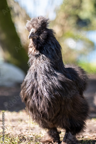 chicken in the grass