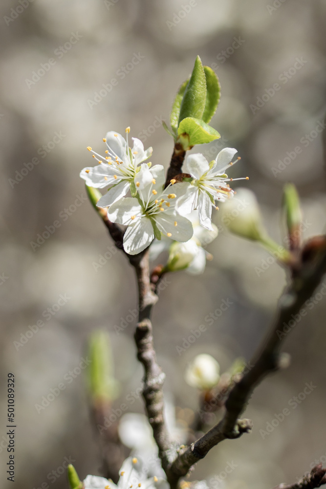 blooming tree