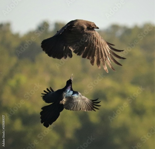 Photo Grackle and Crow aerial dogfight territorial dispute