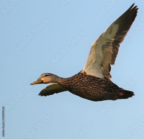 Mottled Duck in Gravity Defying Flight © 1wildlifer