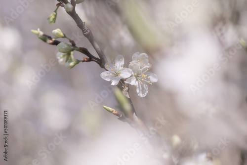 blossom in spring