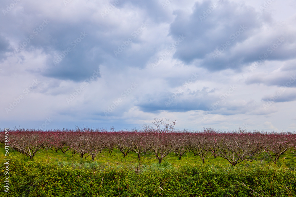 Fototapeta premium beautiful landscape with flowering trees on a sunny spring day