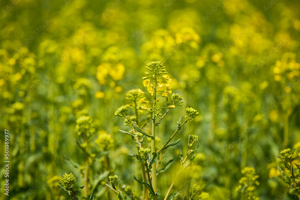 Fototapeta premium close up with the flower of a rapeseed plant