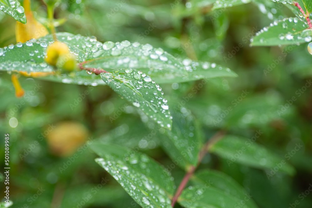 雨に濡れた葉 雨に濡れた葉