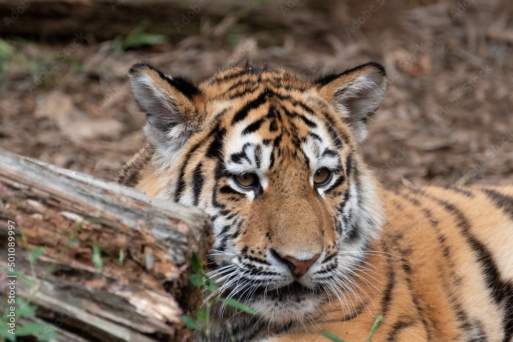 Fototapeta premium 眠そうなトラ