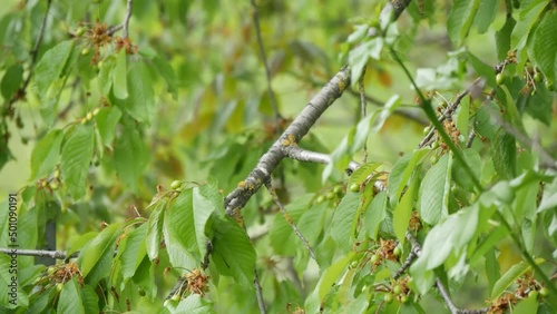 organic unripped cherries in nature in spring photo